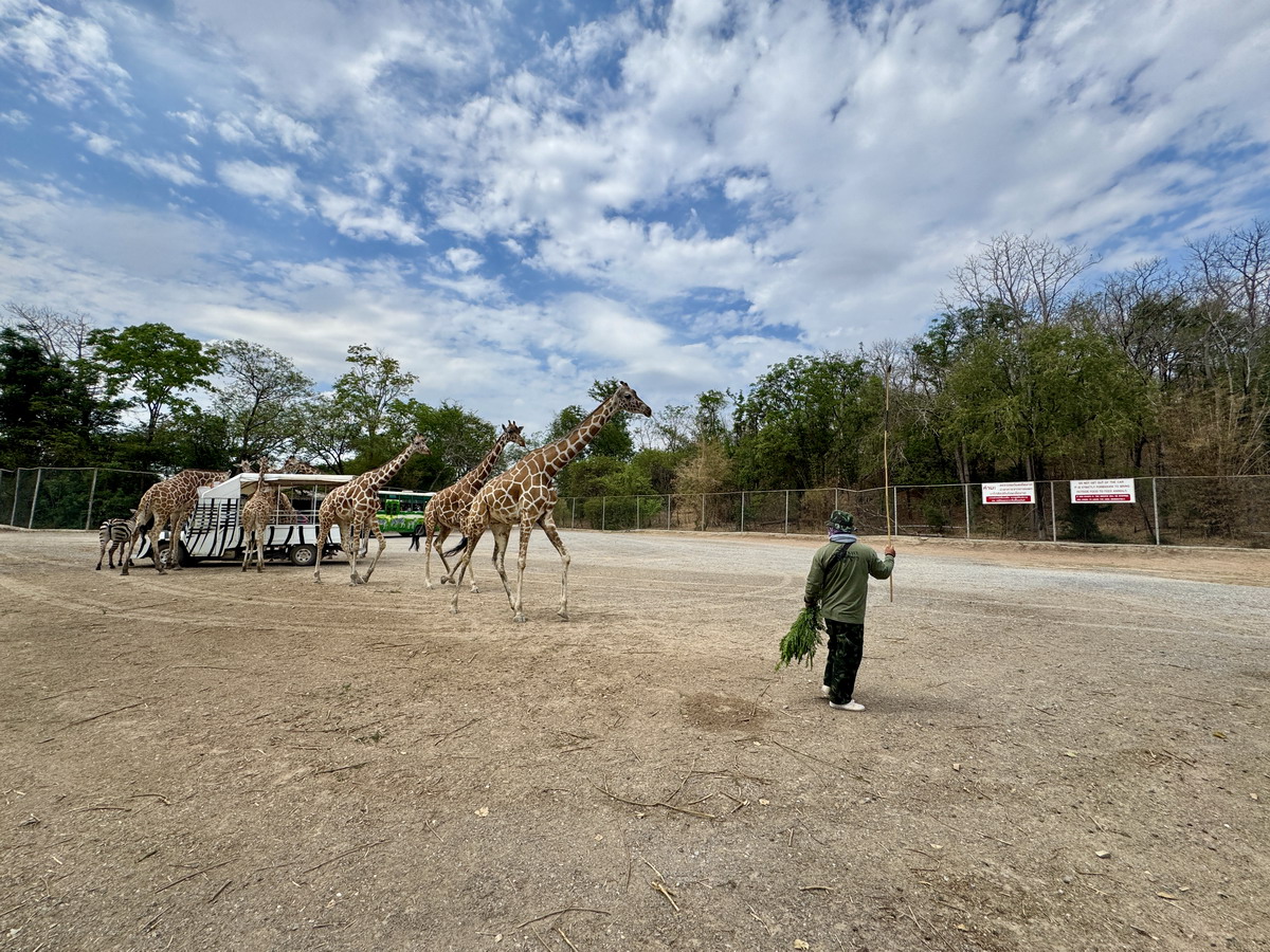 【泰國北碧府旅遊】北碧府野生動物園 2025：與長頸鹿親密合影，遊園車載你去看獅子、老虎、鱷魚、大象，適合親子旅遊 6849