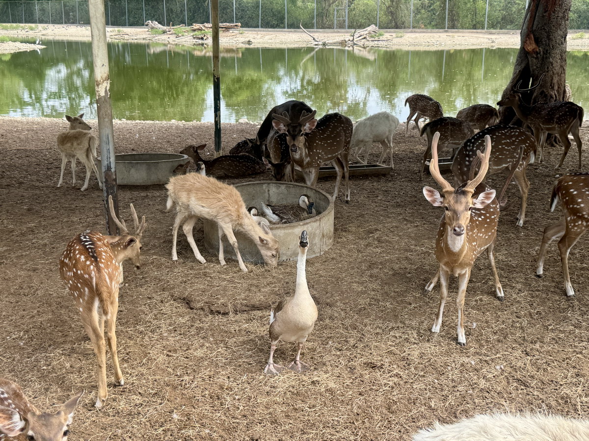 【泰國北碧府旅遊】北碧府野生動物園 2025：與長頸鹿親密合影，遊園車載你去看獅子、老虎、鱷魚、大象，適合親子旅遊 6849