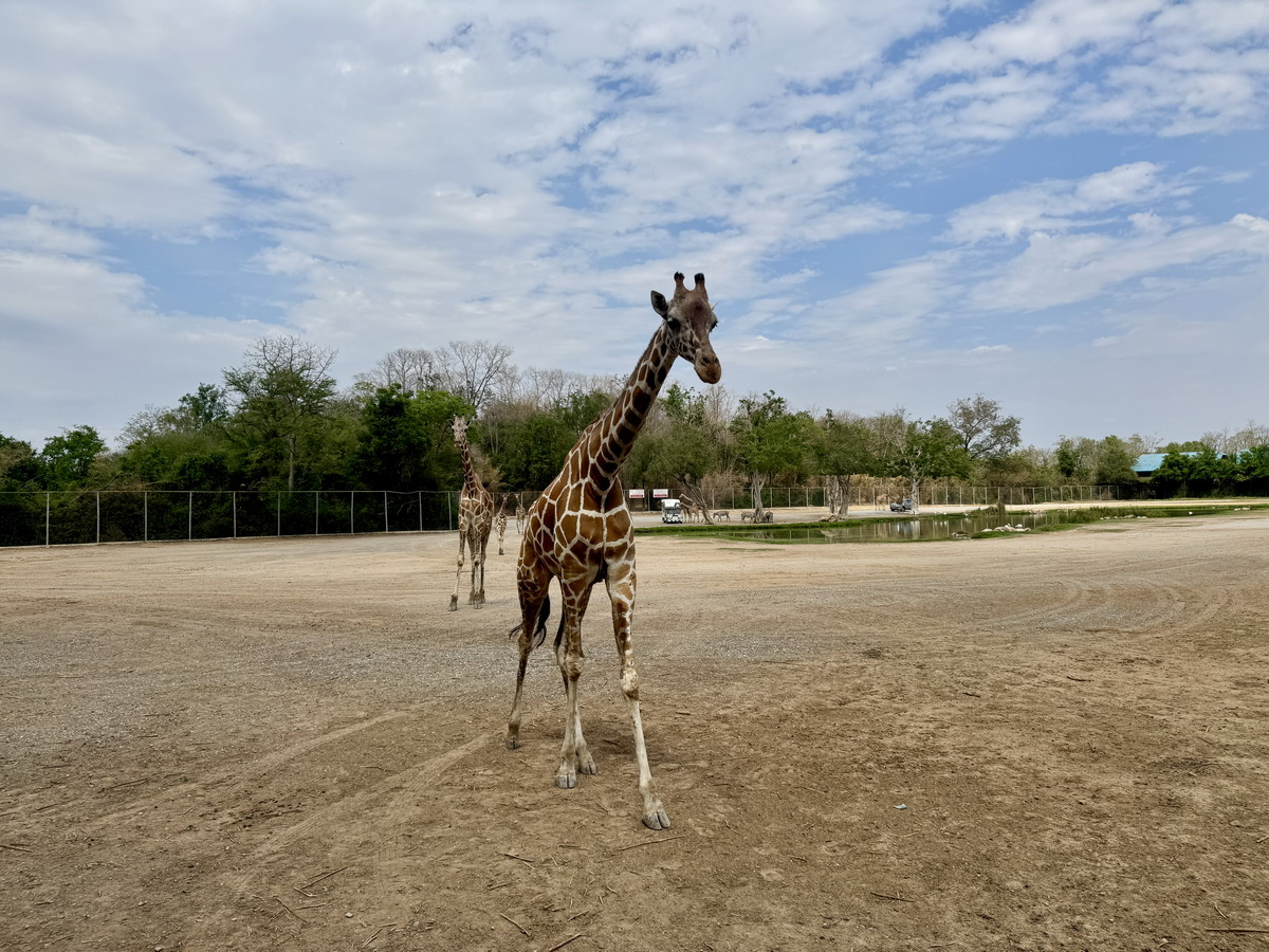 【泰國北碧府旅遊】北碧府野生動物園 2025：與長頸鹿親密合影，遊園車載你去看獅子、老虎、鱷魚、大象，適合親子旅遊 6849