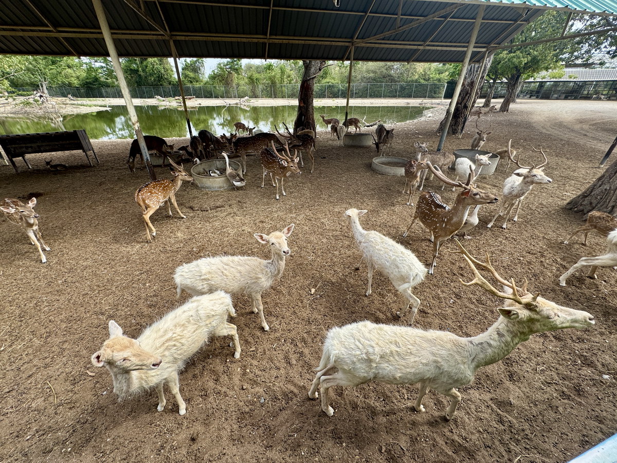 【泰國北碧府旅遊】北碧府野生動物園 2025：與長頸鹿親密合影，遊園車載你去看獅子、老虎、鱷魚、大象，適合親子旅遊 6849