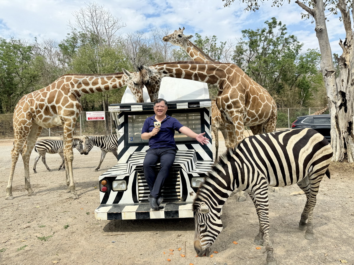 【泰國北碧府旅遊】北碧府野生動物園 2025：與長頸鹿親密合影，遊園車載你去看獅子、老虎、鱷魚、大象，適合親子旅遊 6849