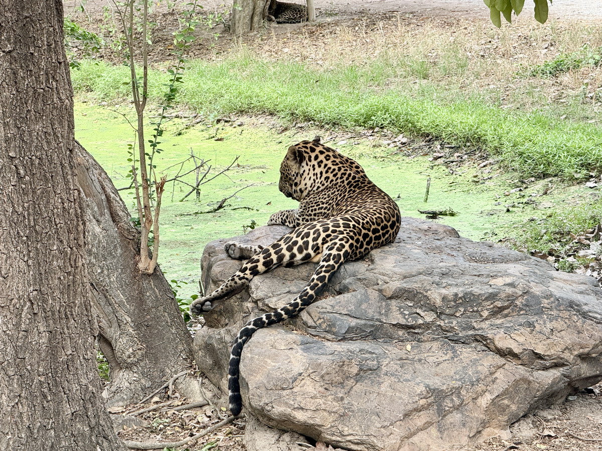 【泰國北碧府旅遊】北碧府野生動物園 2025：與長頸鹿親密合影，遊園車載你去看獅子、老虎、鱷魚、大象，適合親子旅遊 6849