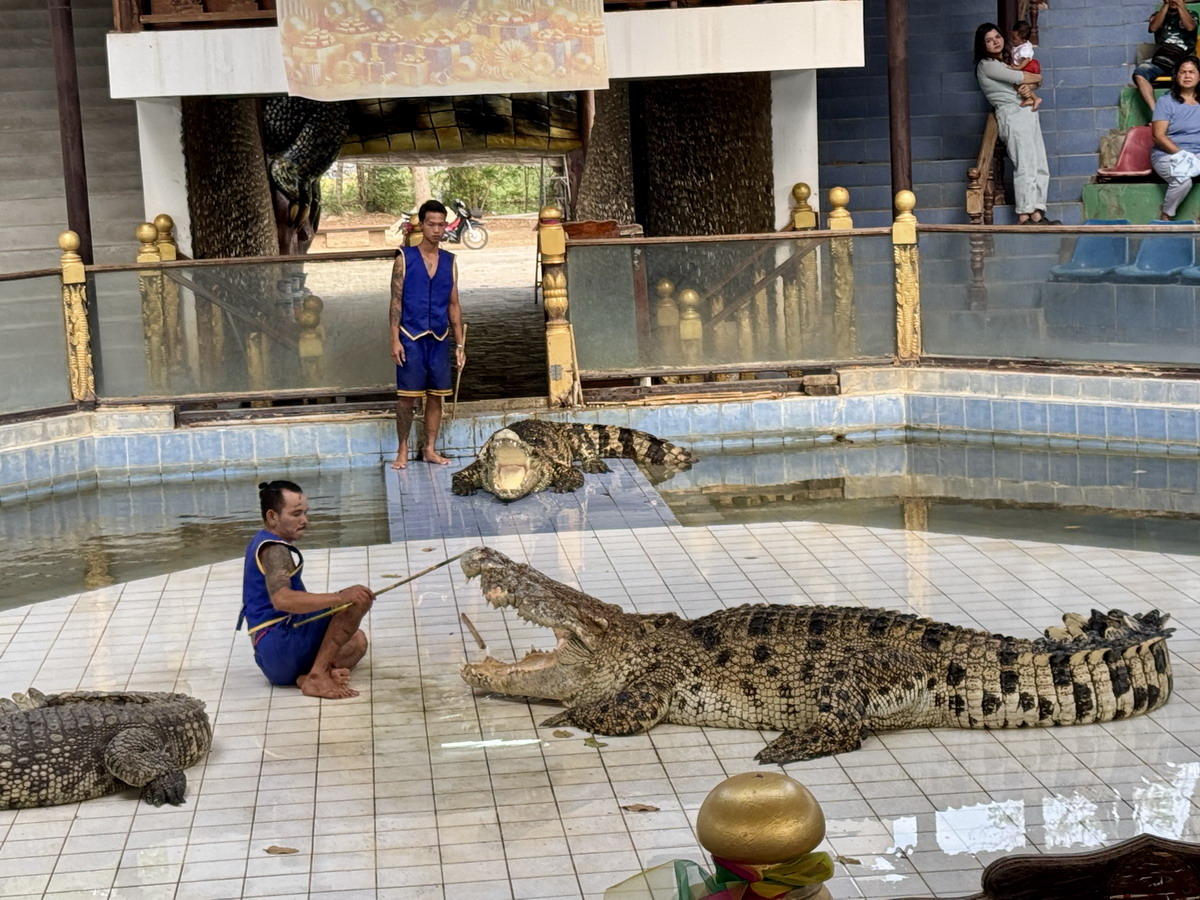 【泰國北碧府旅遊】北碧府野生動物園 2025：與長頸鹿親密合影，遊園車載你去看獅子、老虎、鱷魚、大象，適合親子旅遊 6849