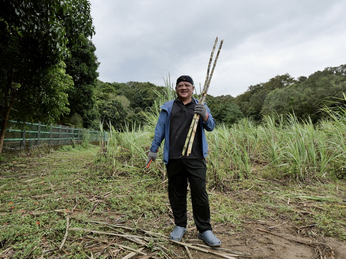 【新竹旅遊】新竹金牌農村-風城新糖2025:寶山鄉的黑糖文化記憶,甜在土地裡的永續食農之旅,遊客親自DIY黑糖珍珠粉圓,適合全家親子同遊   【新竹旅遊】新竹金牌農村-風城新糖2025:寶山鄉的黑糖文化記憶,甜在土地裡的永續食農之旅,遊客親自DIY黑糖珍珠粉圓,適合全家親子同遊