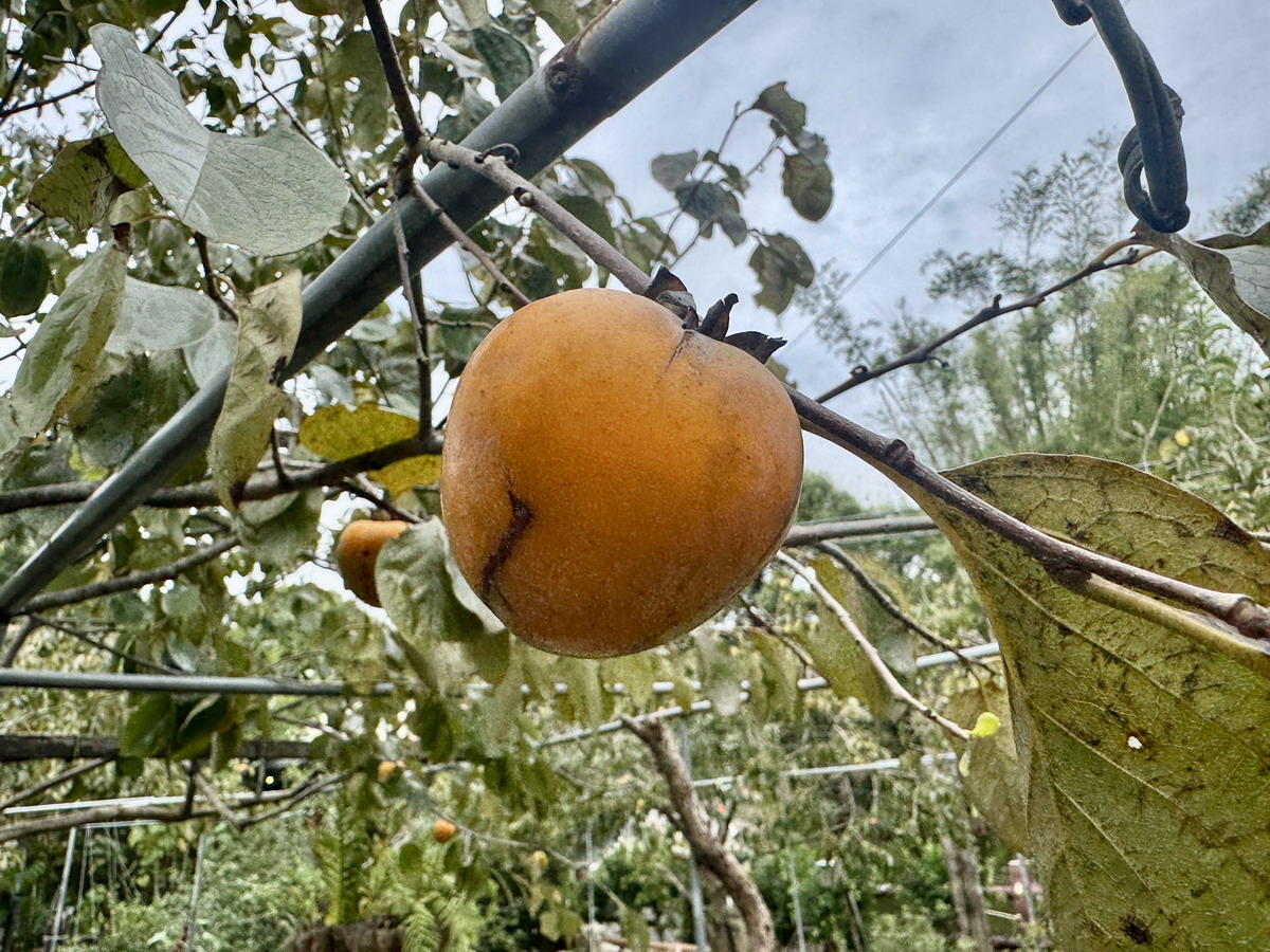 【新竹旅遊】金漢柿餅教育農園 2025：新竹旱坑社區金牌農村，金黃柿子的家鄉，永續行程、綠色旅遊的深度農村小旅行