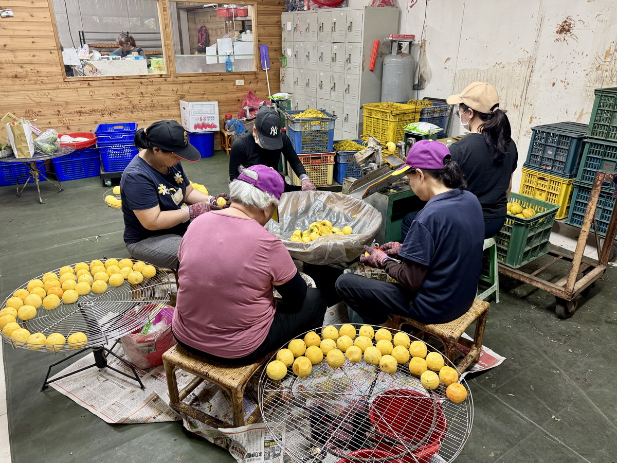 【新竹旅遊】金漢柿餅教育農園 2025：新竹旱坑社區金牌農村，金黃柿子的家鄉，永續行程、綠色旅遊的深度農村小旅行