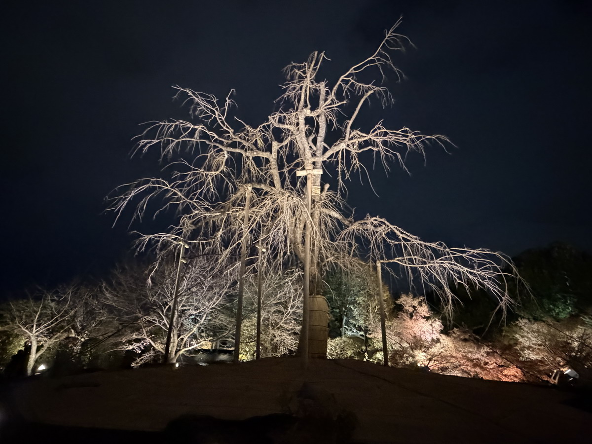 【日本京都旅遊】東寺夜楓 2025：楓葉季的壓軸好戲，夜間浪漫賞楓，京都最高五重塔水中倒影如夢似幻，世界遺產以及日本最高五重塔 7165