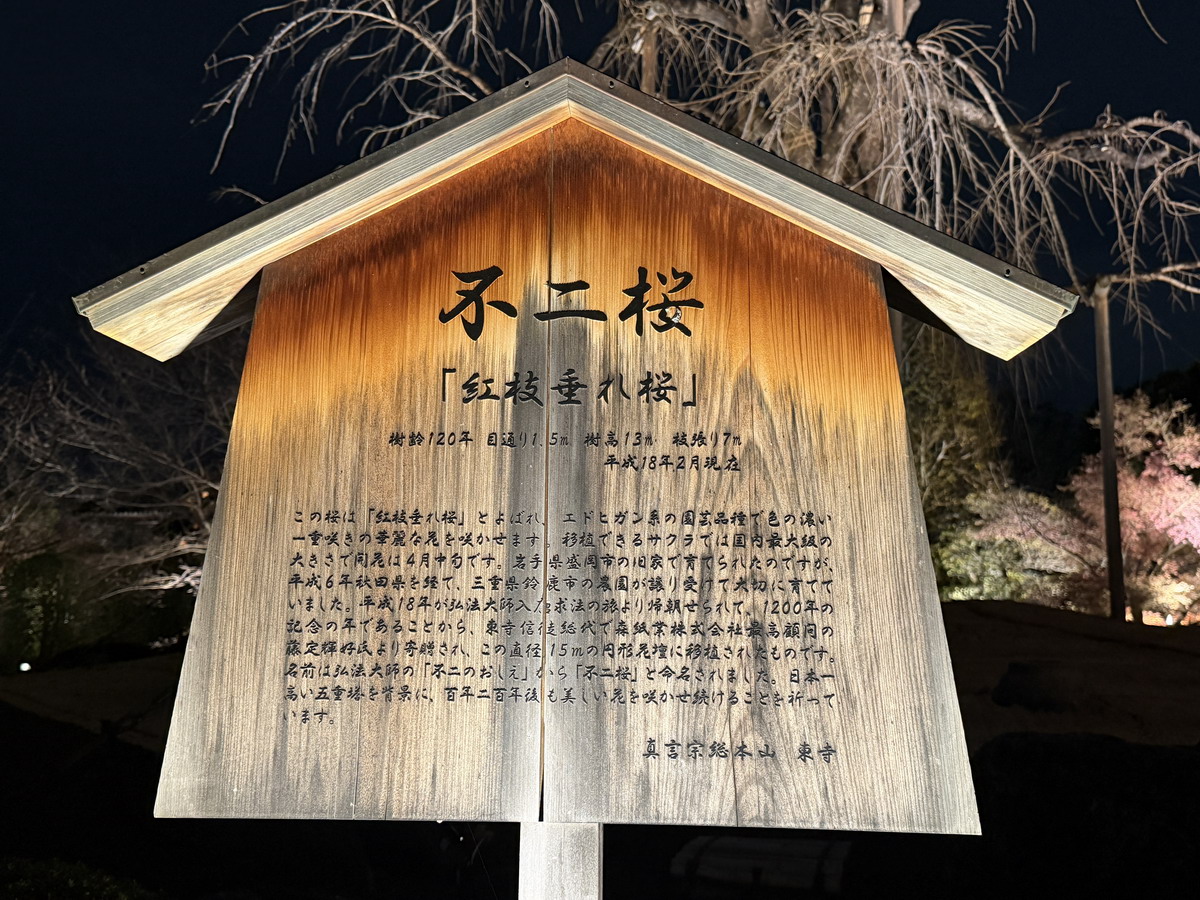【日本京都旅遊】東寺夜楓 2025：楓葉季的壓軸好戲，夜間浪漫賞楓，京都最高五重塔水中倒影如夢似幻，世界遺產以及日本最高五重塔 7165