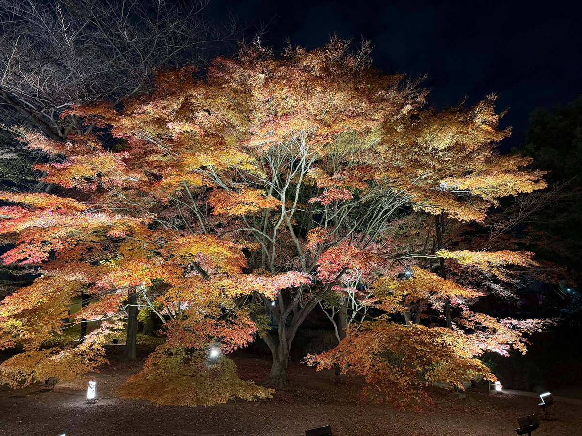 【日本京都旅遊】東寺夜楓 2025：楓葉季的壓軸好戲，夜間浪漫賞楓，京都最高五重塔水中倒影如夢似幻，世界遺產以及日本最高五重塔 7165