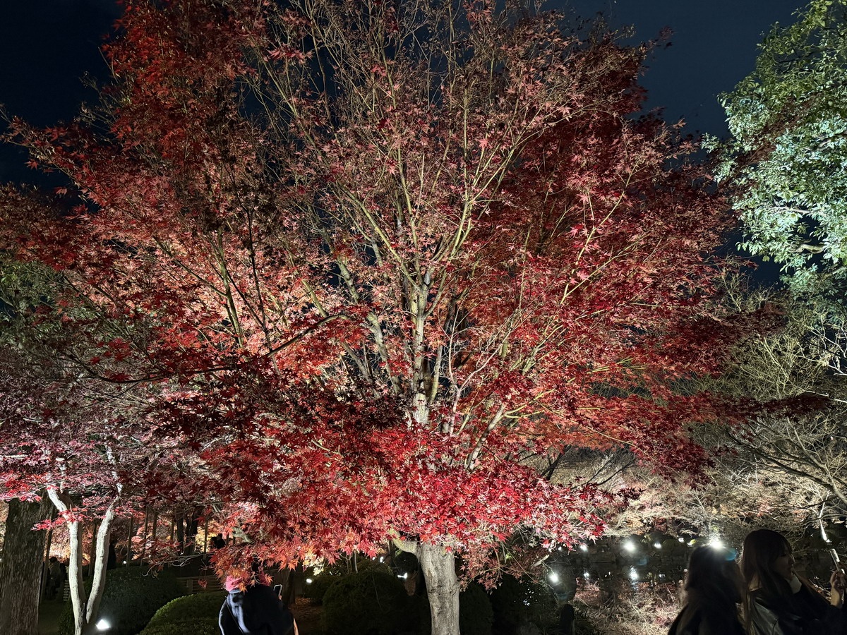 【日本京都旅遊】東寺夜楓 2025：楓葉季的壓軸好戲，夜間浪漫賞楓，京都最高五重塔水中倒影如夢似幻，世界遺產以及日本最高五重塔 7165