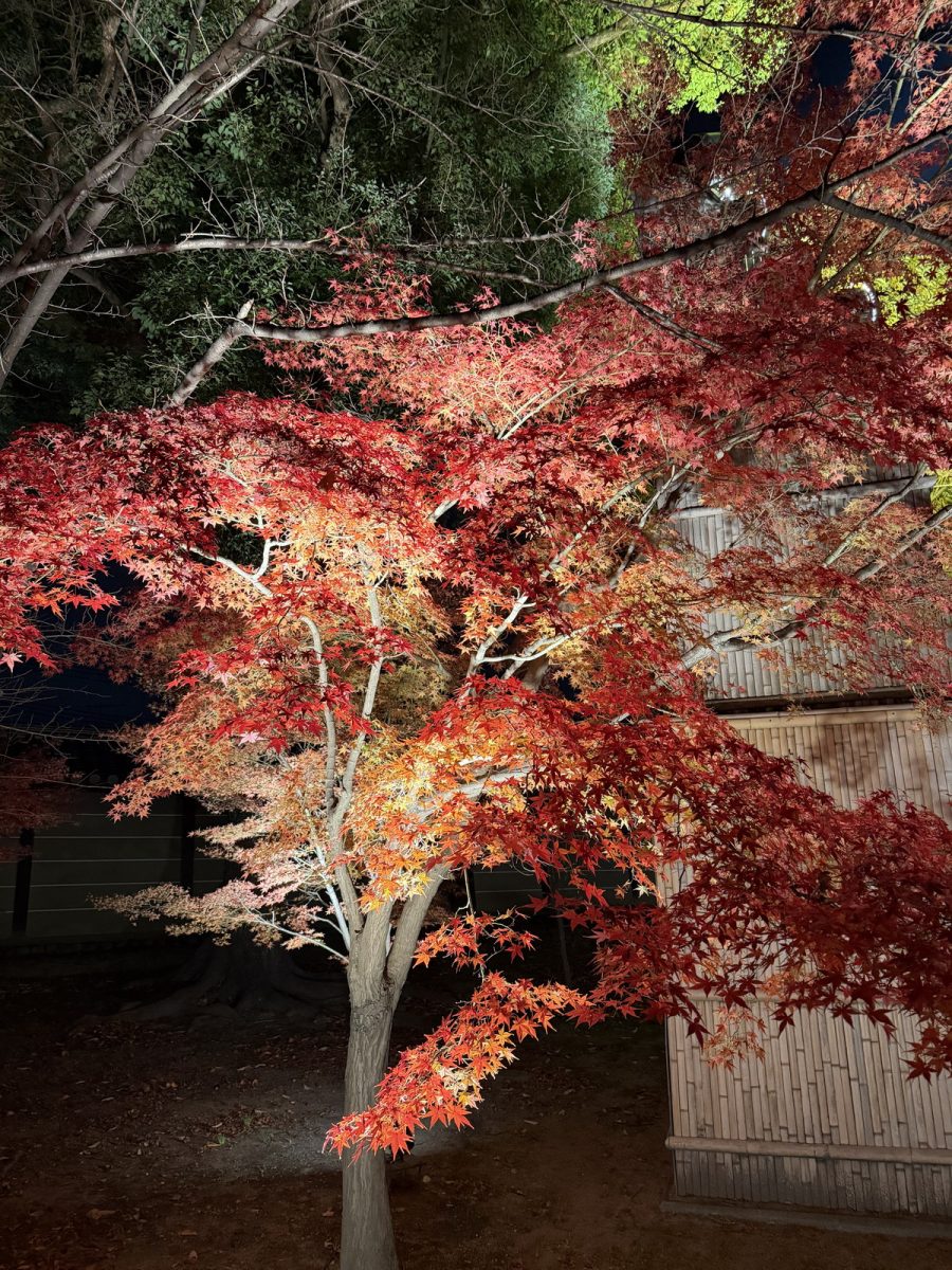 【日本京都旅遊】東寺夜楓 2025：楓葉季的壓軸好戲，夜間浪漫賞楓，京都最高五重塔水中倒影如夢似幻，世界遺產以及日本最高五重塔 7165
