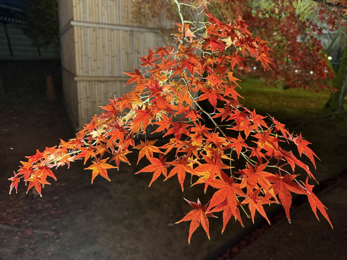 【日本京都旅遊】東寺夜楓 2025：楓葉季的壓軸好戲，夜間浪漫賞楓，京都最高五重塔水中倒影如夢似幻，世界遺產以及日本最高五重塔 7165