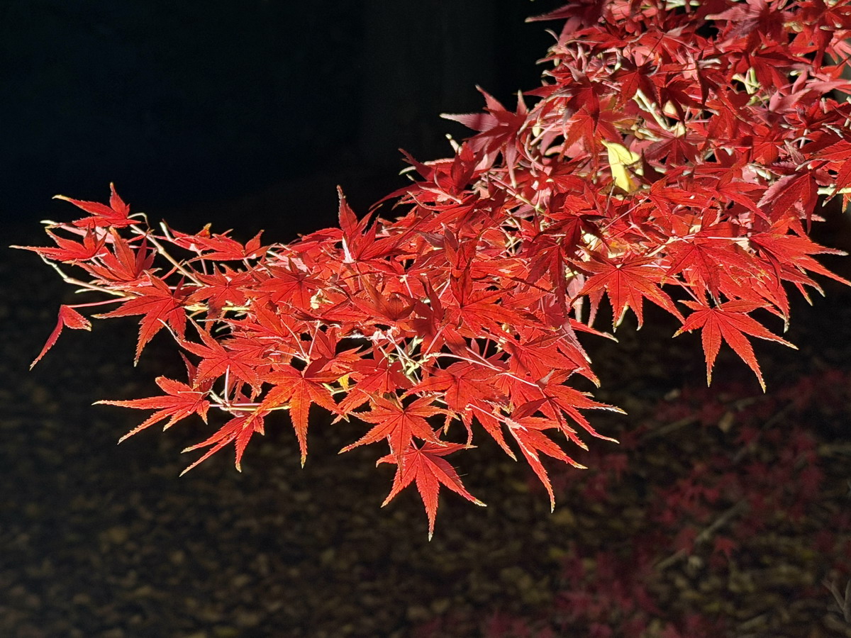 【日本京都旅遊】東寺夜楓 2025：楓葉季的壓軸好戲，夜間浪漫賞楓，京都最高五重塔水中倒影如夢似幻，世界遺產以及日本最高五重塔 7165