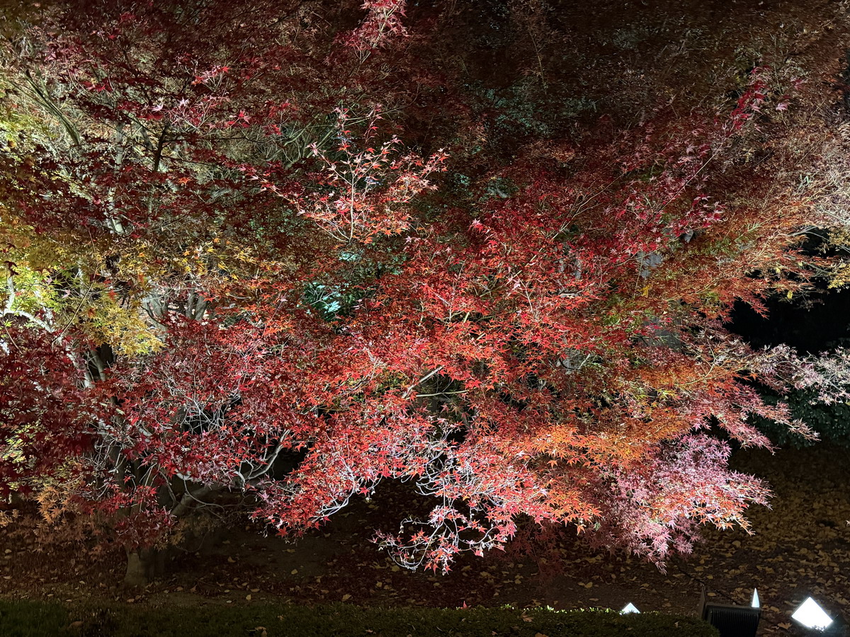 【日本京都旅遊】東寺夜楓 2025：楓葉季的壓軸好戲，夜間浪漫賞楓，京都最高五重塔水中倒影如夢似幻，世界遺產以及日本最高五重塔 7165