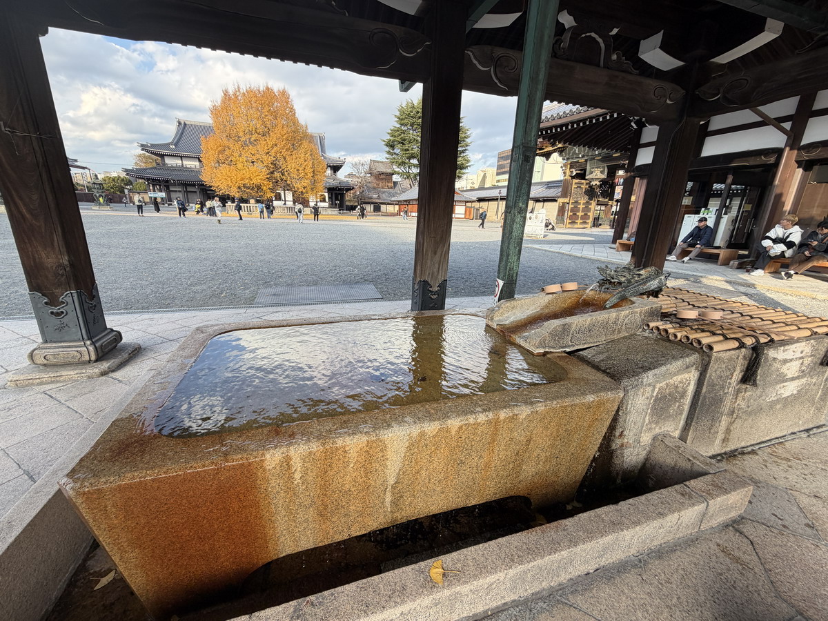 【日本京都旅遊】西本願寺：漂亮的大銀杏樹以及京都三大唐門之一、京都三大閣樓之一，世界遺產、日本國寶 7167