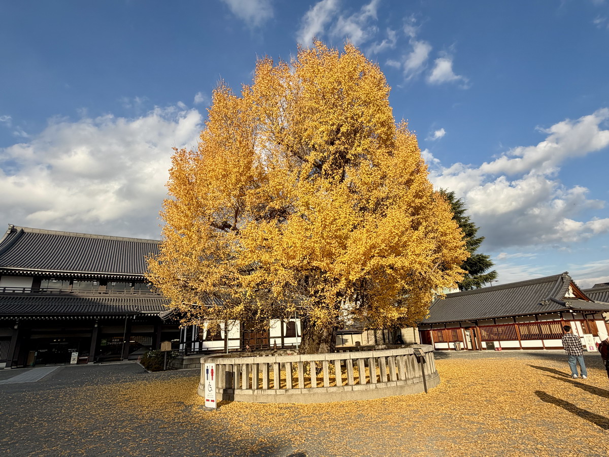 【日本京都旅遊】西本願寺：漂亮的大銀杏樹以及京都三大唐門之一、京都三大閣樓之一，世界遺產、日本國寶 7167