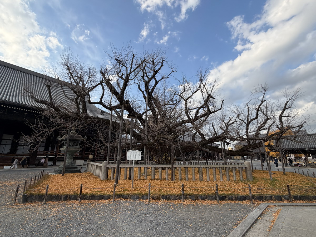 【日本京都旅遊】西本願寺：漂亮的大銀杏樹以及京都三大唐門之一、京都三大閣樓之一，世界遺產、日本國寶 7167