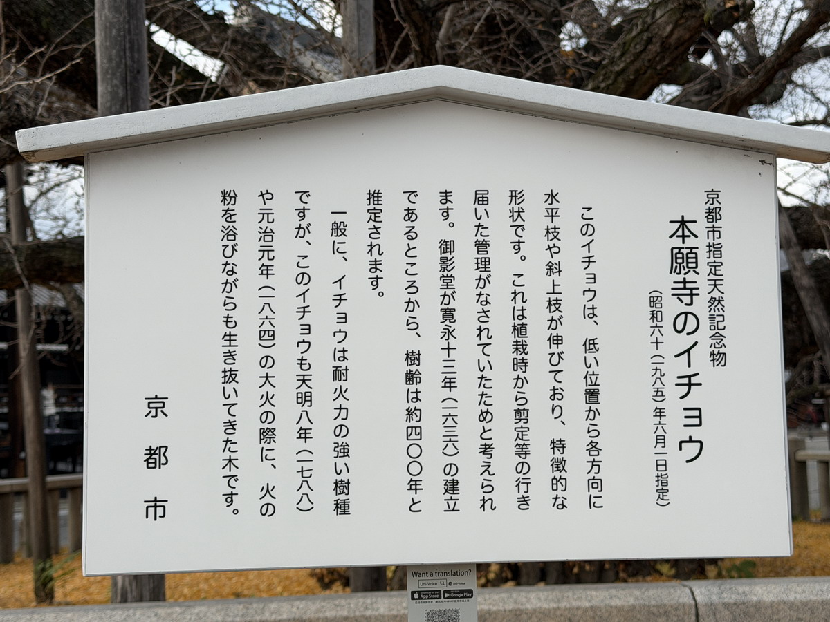 【日本京都旅遊】西本願寺：漂亮的大銀杏樹以及京都三大唐門之一、京都三大閣樓之一，世界遺產、日本國寶 7167