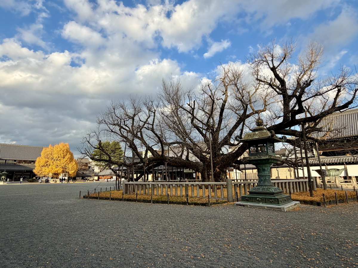 【日本京都旅遊】西本願寺：漂亮的大銀杏樹以及京都三大唐門之一、京都三大閣樓之一，世界遺產、日本國寶 7167