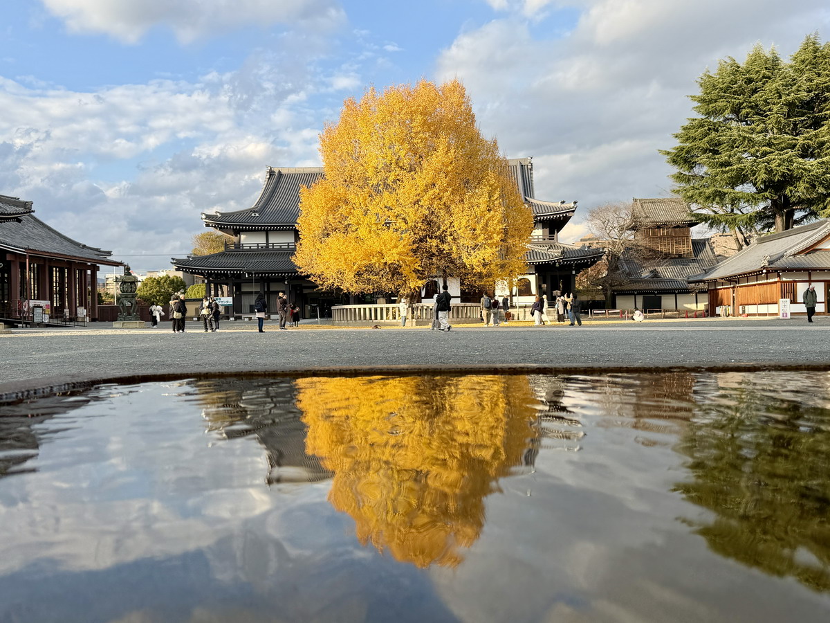 網站近期文章：【日本京都旅遊】西本願寺：漂亮的大銀杏樹以及京都三大唐門之一、京都三大閣樓之一，世界遺產、日本國寶 7167