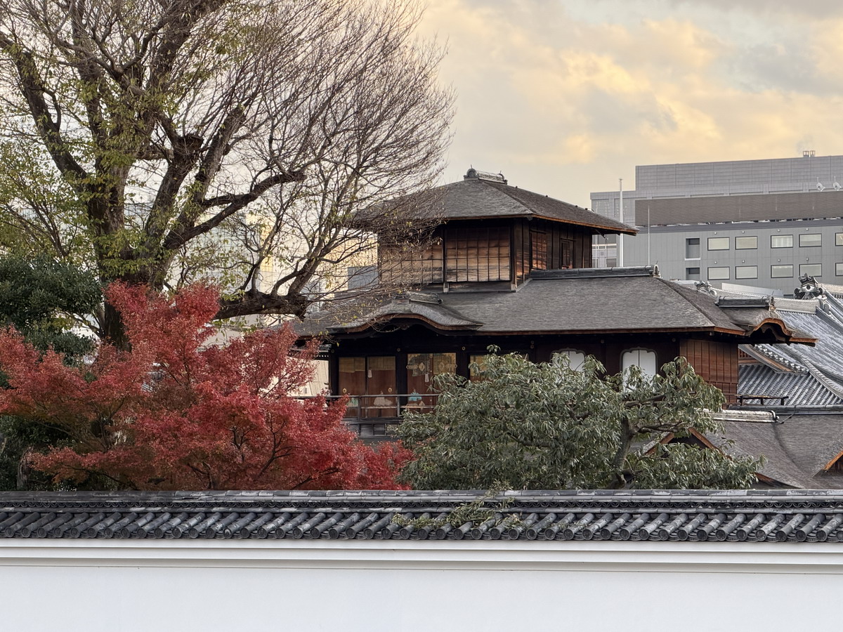 【日本京都旅遊】西本願寺：漂亮的大銀杏樹以及京都三大唐門之一、京都三大閣樓之一，世界遺產、日本國寶 7167