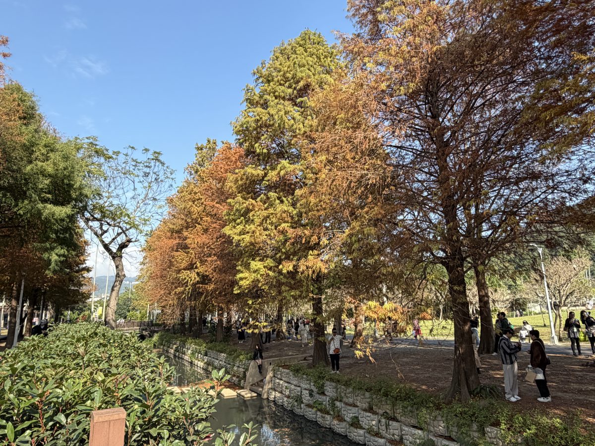 【台北市旅遊】士林官邸公園落羽杉 2026：台北市內搭捷運或公車就可以到達的落羽杉景點，季節限定，不用跑郊外 7216