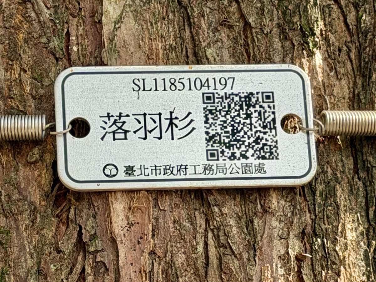 【台北市旅遊】士林官邸公園落羽杉 2026：台北市內搭捷運或公車就可以到達的落羽杉景點，季節限定，不用跑郊外 7216