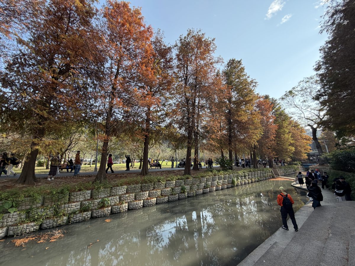 【台北市旅遊】士林官邸公園落羽杉 2026：台北市內搭捷運或公車就可以到達的落羽杉景點，季節限定，不用跑郊外 7216