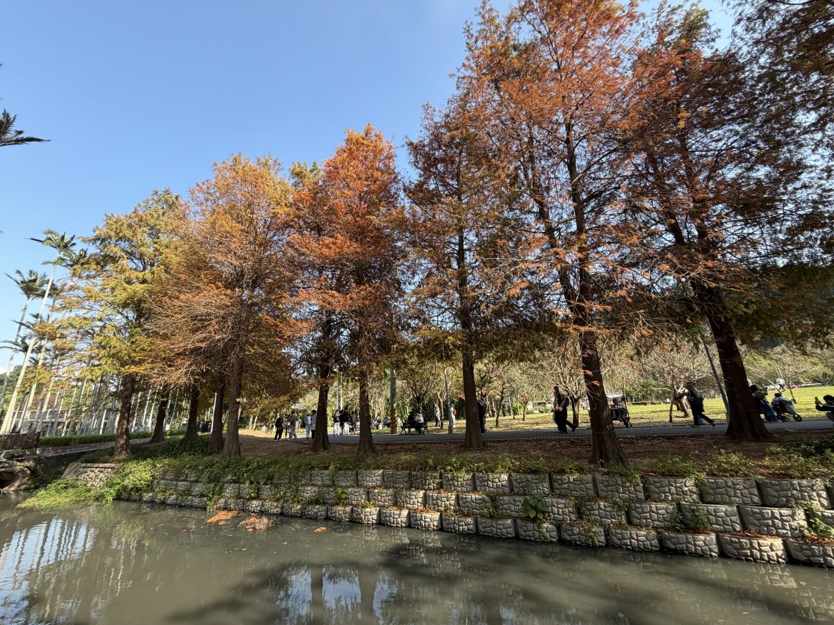 【台北市旅遊】士林官邸公園落羽杉 2026：台北市內搭捷運或公車就可以到達的落羽杉景點，季節限定，不用跑郊外 7216