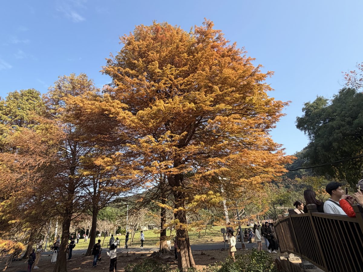 【台北市旅遊】士林官邸公園落羽杉 2026：台北市內搭捷運或公車就可以到達的落羽杉景點，季節限定，不用跑郊外 7216
