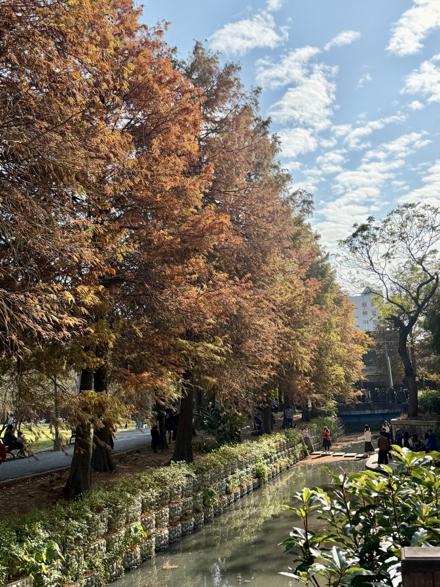 【台北市旅遊】士林官邸公園落羽杉 2026：台北市內搭捷運或公車就可以到達的落羽杉景點，季節限定，不用跑郊外 7216