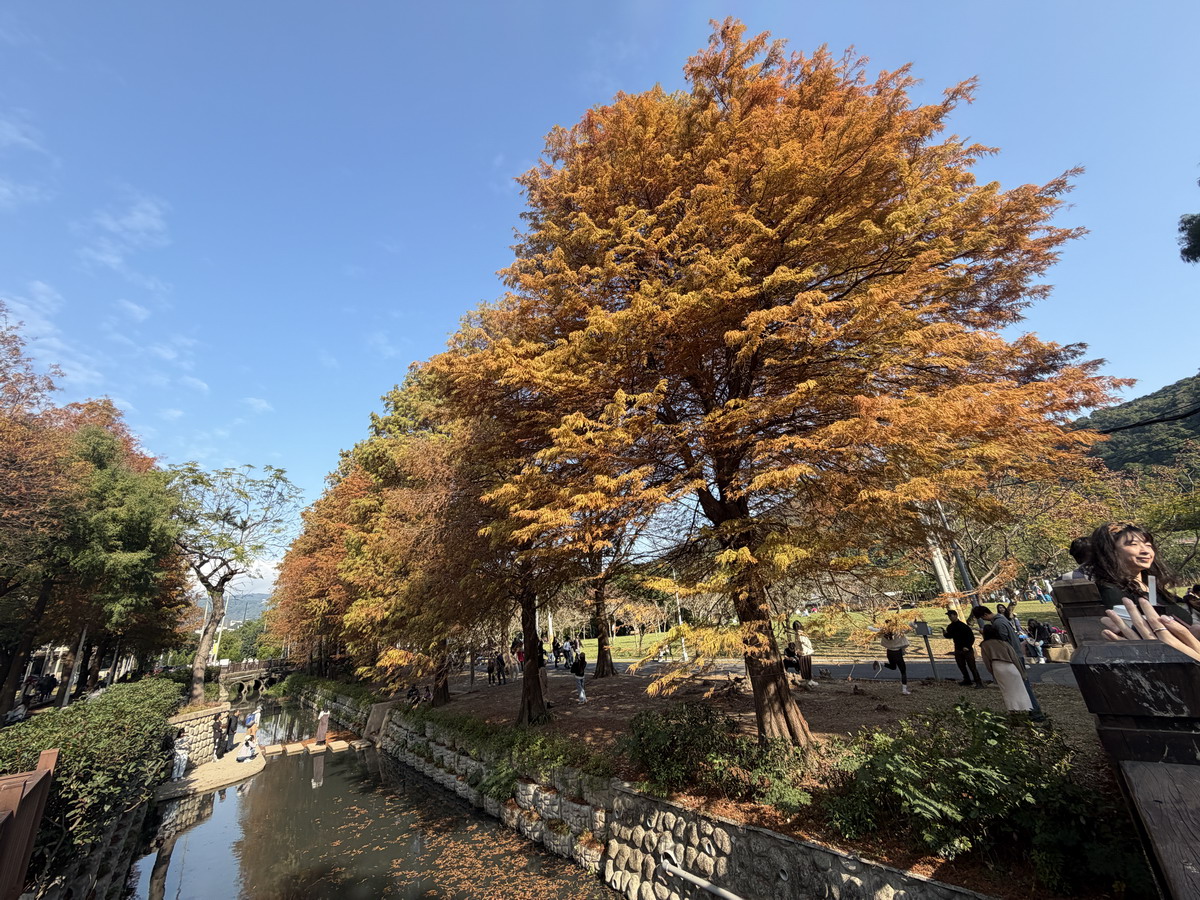 【台北市旅遊】士林官邸公園落羽杉 2026：台北市內搭捷運或公車就可以到達的落羽杉景點，季節限定，不用跑郊外 7216