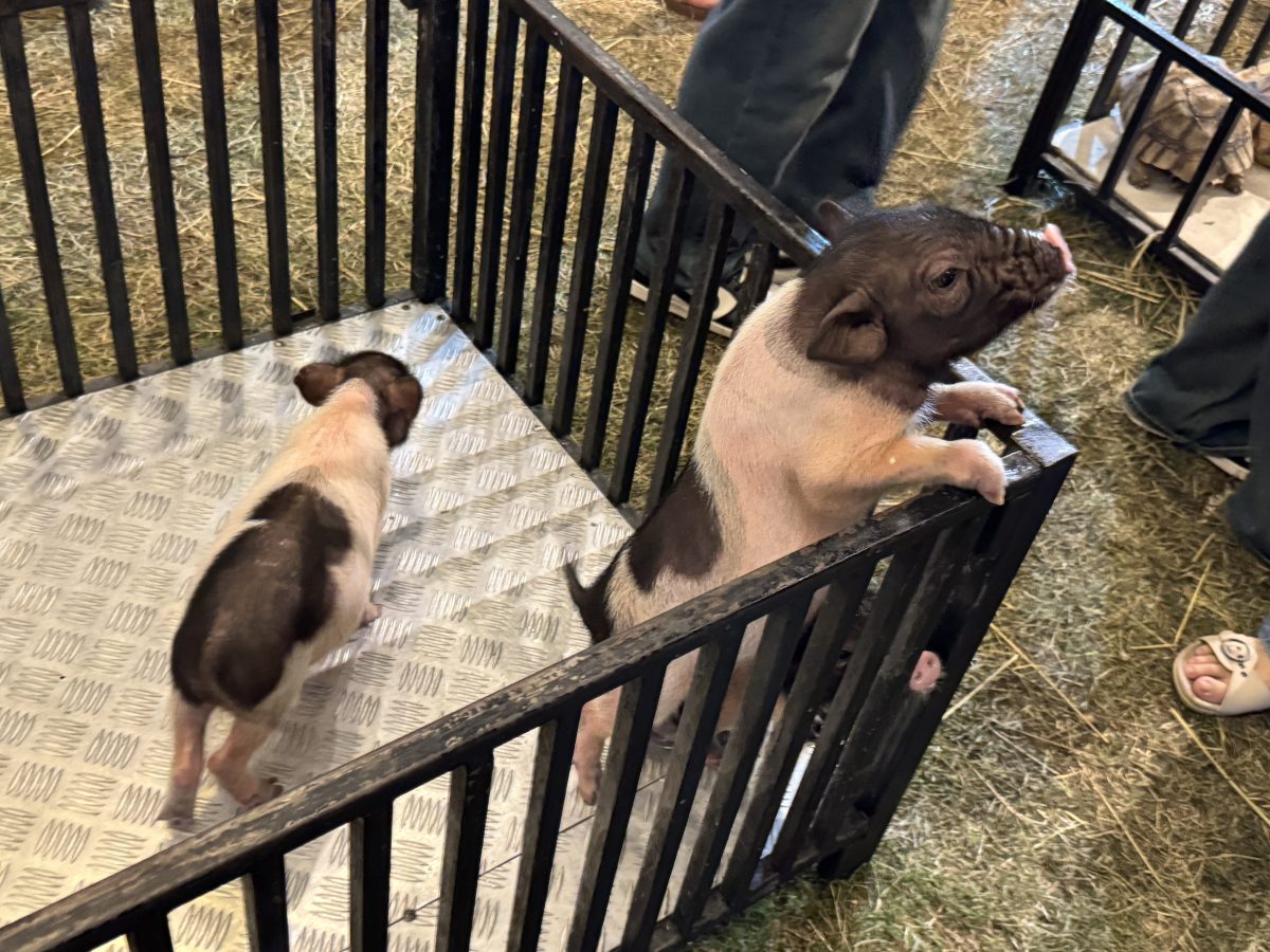 【泰國曼谷夜市】里多安城堡夜市Liabduan Danneramit Night Market 2026：曼谷熱門新興夜市，尚未觀光化，可以體驗在地人生活，水燈節有放水燈 7238 