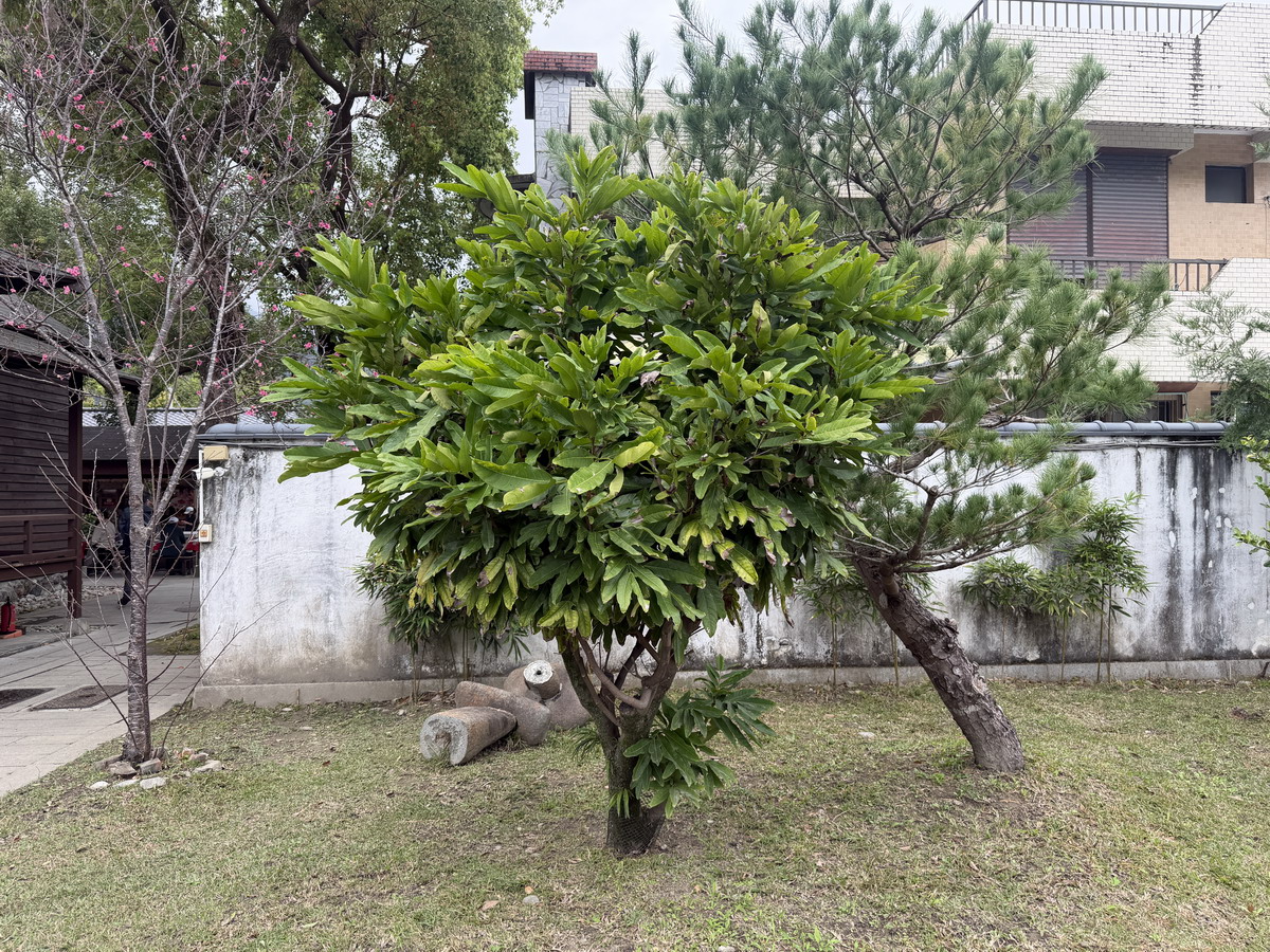 【花蓮吉安鄉旅遊】慶修院 2026:一秒到日本,100%純正日本血統百年寺院古蹟,弘法大師空海和尚與迷你四國遍路,花蓮必遊 (縣定古蹟) 7278 【花蓮吉安鄉旅遊】慶修院 2026:一秒到日本,100%純正日本血統百年寺院古蹟,弘法大師空海和尚與迷你四國遍路,花蓮必遊 (縣定古蹟) 7278