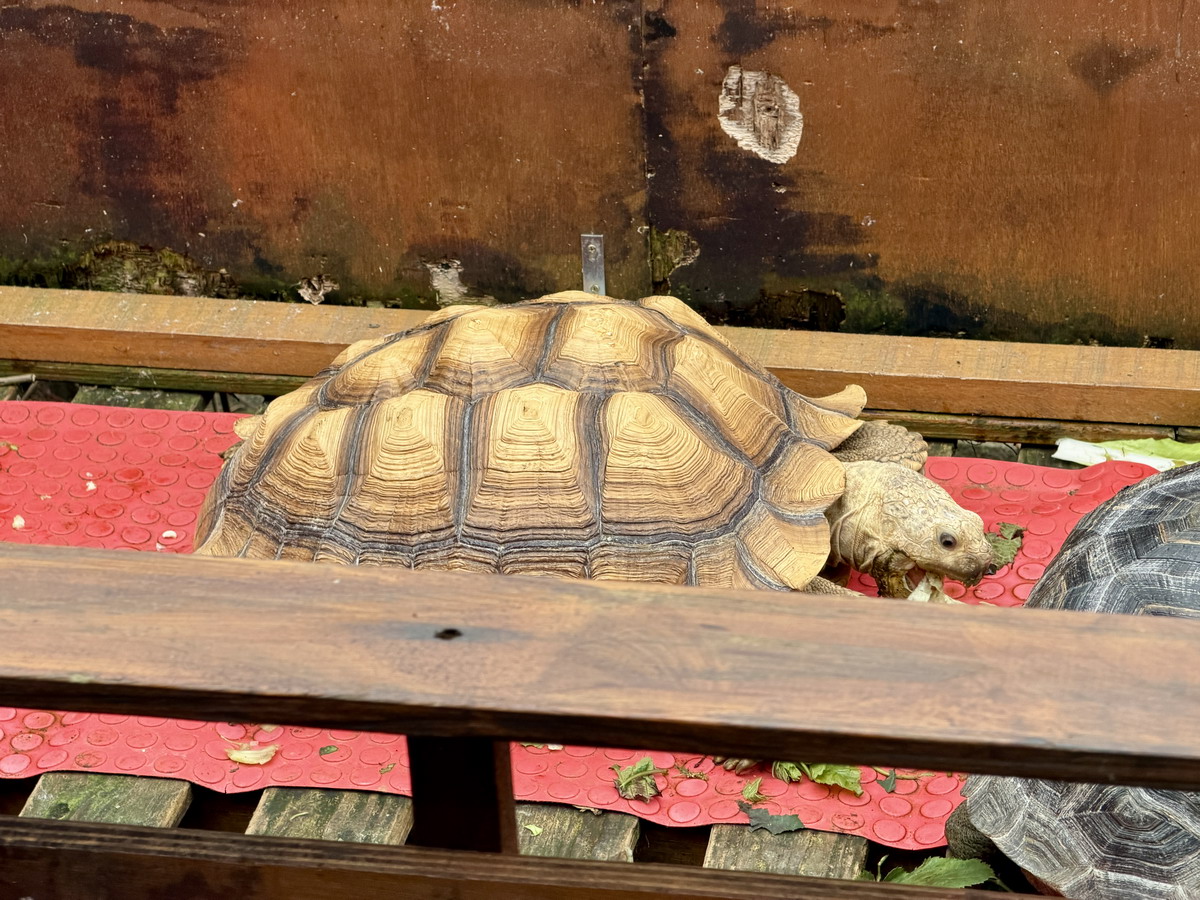 【花蓮吉安鄉旅遊】慶修院 2026:一秒到日本,100%純正日本血統百年寺院古蹟,弘法大師空海和尚與迷你四國遍路,花蓮必遊 (縣定古蹟) 7278 【花蓮吉安鄉旅遊】慶修院 2026:一秒到日本,100%純正日本血統百年寺院古蹟,弘法大師空海和尚與迷你四國遍路,花蓮必遊 (縣定古蹟) 7278