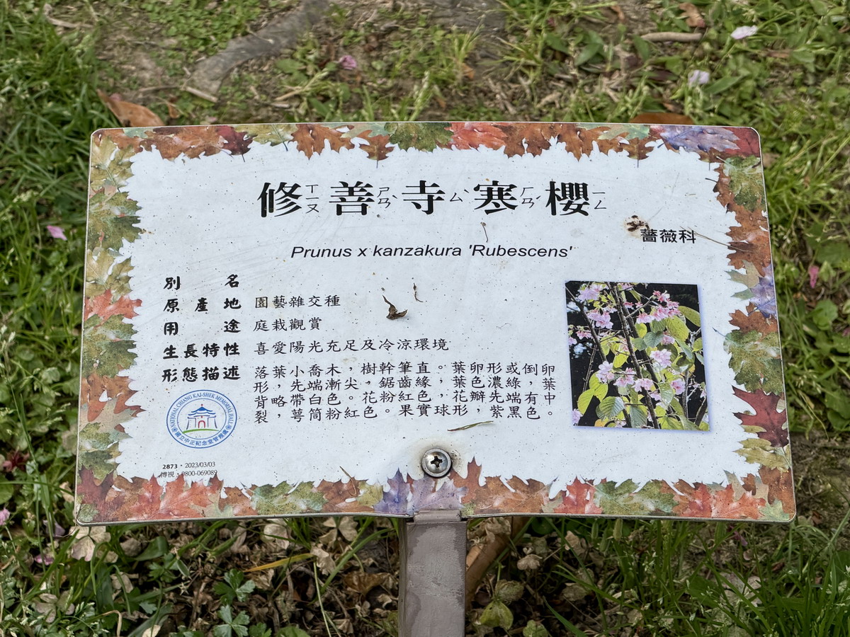 【台北市旅遊】中正紀念堂與櫻花 National Chiang Kai-shek Memorial Hall 2026，台北市觀光與櫻花景點，還有衛兵交接表演 7283