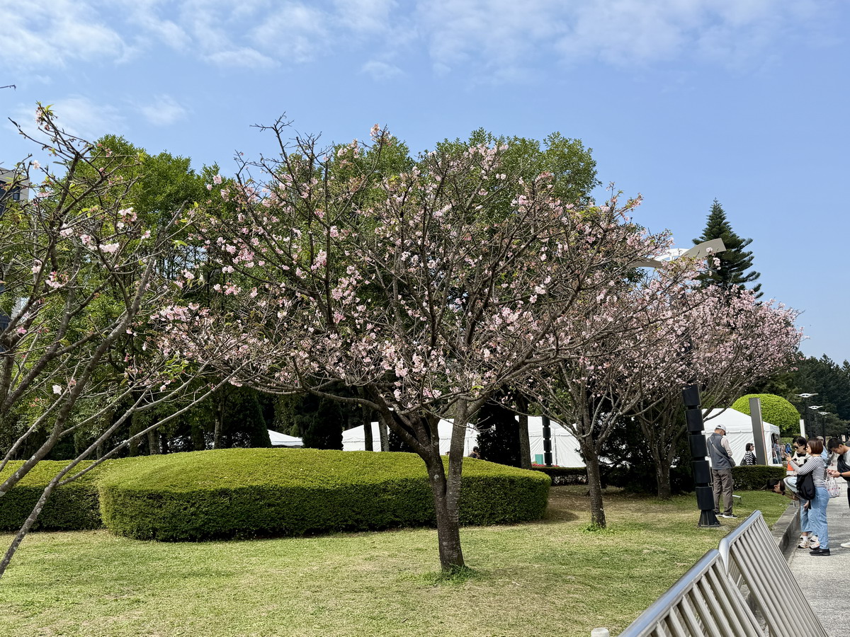 【台北市旅遊】中正紀念堂與櫻花 National Chiang Kai-shek Memorial Hall 2026，台北市觀光與櫻花景點，還有衛兵交接表演 7283
