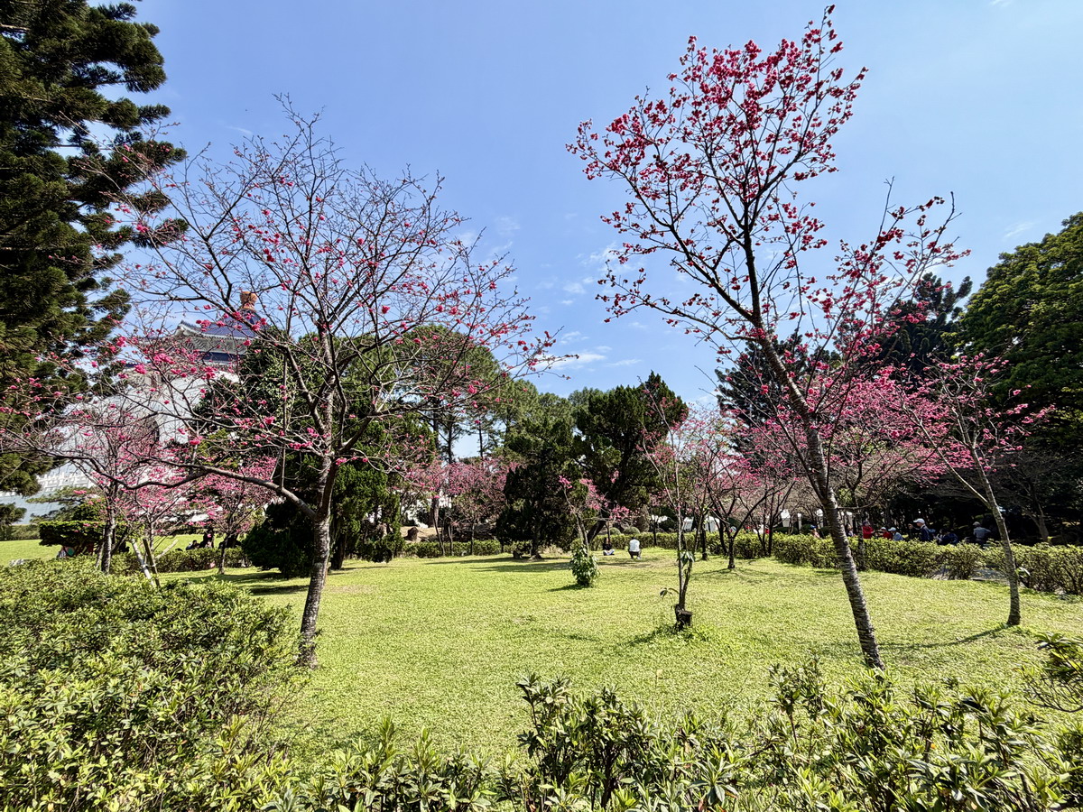 【台北市旅遊】中正紀念堂與櫻花 National Chiang Kai-shek Memorial Hall 2026，台北市觀光與櫻花景點，還有衛兵交接表演 7283