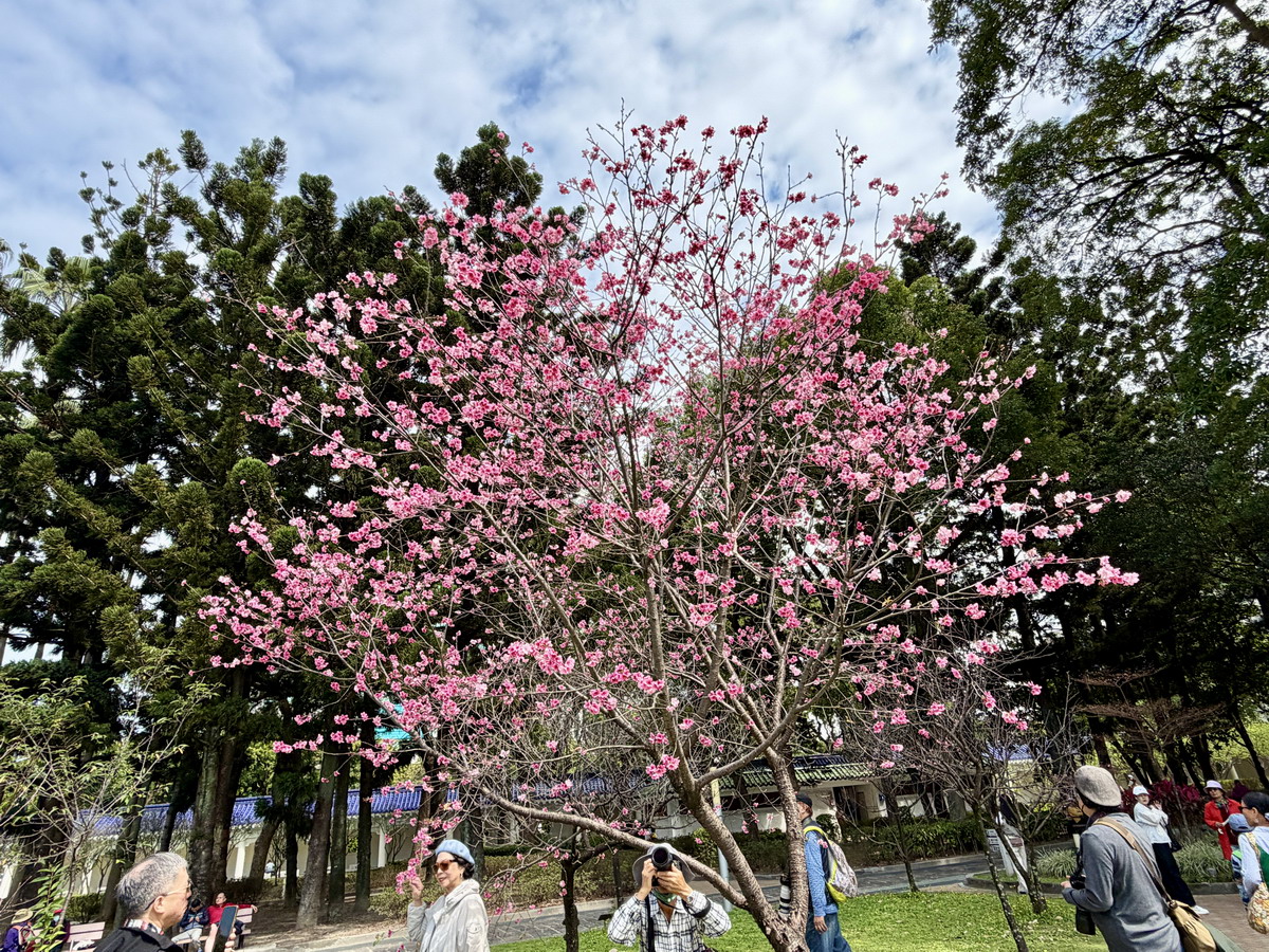 【台北市旅遊】中正紀念堂與櫻花 National Chiang Kai-shek Memorial Hall 2026，台北市觀光與櫻花景點，還有衛兵交接表演 7283