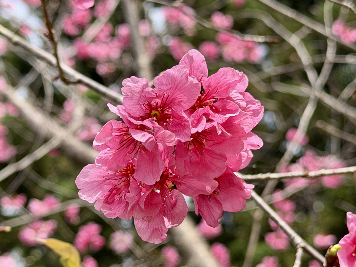【台北市旅遊】中正紀念堂與櫻花 National Chiang Kai-shek Memorial Hall 2026，台北市觀光與櫻花景點，還有衛兵交接表演 7283