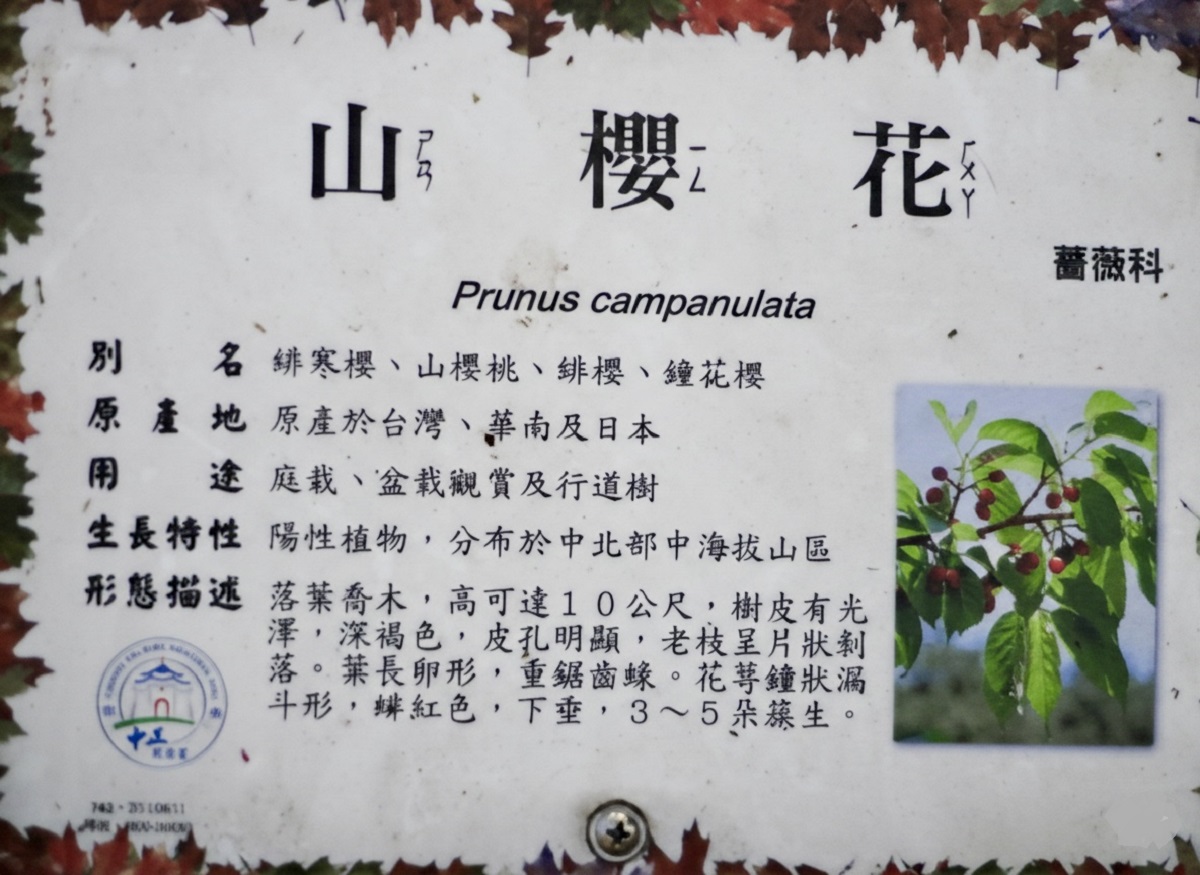 【台北市旅遊】中正紀念堂與櫻花 National Chiang Kai-shek Memorial Hall 2026，台北市觀光與櫻花景點，還有衛兵交接表演 7283