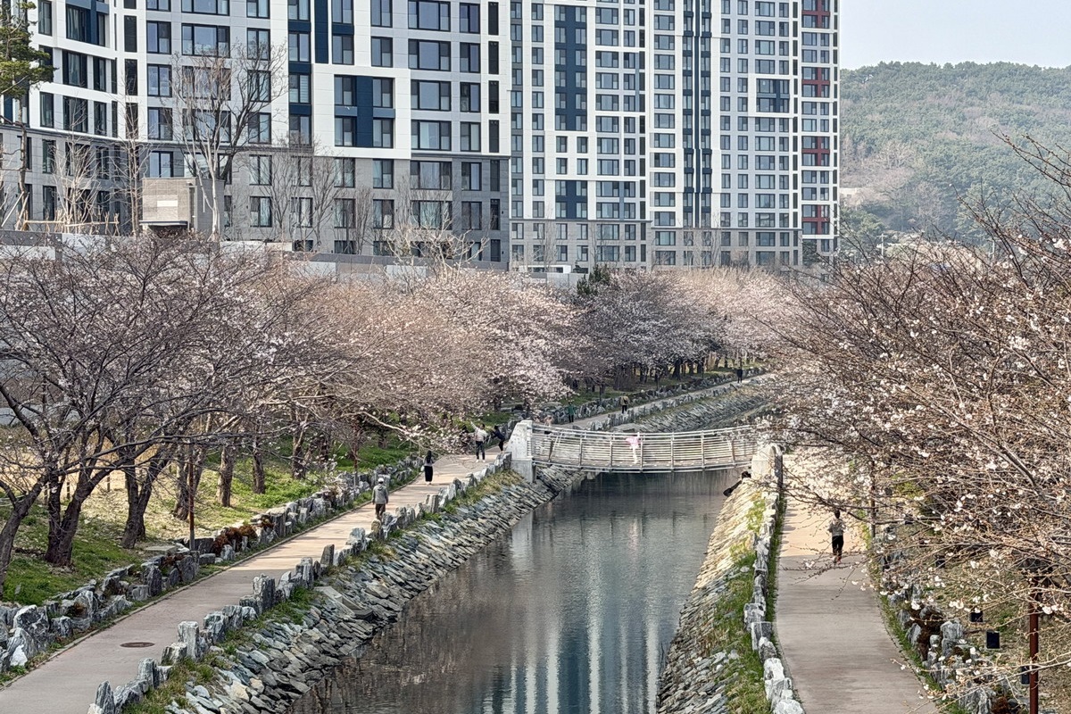 【韓國釜山旅遊】影島東三海水泉櫻花步道（동삼해수천）2026：釜山賞櫻私房景點，寧靜社區的櫻花步道，全長2公里，不會人擠人，可以悠閒的賞櫻花拍美照 7344