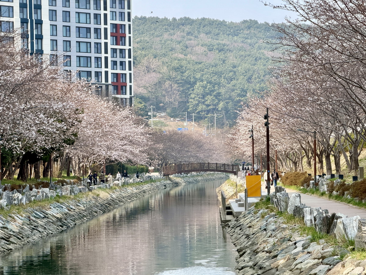 【韓國釜山旅遊】影島東三海水泉櫻花步道（동삼해수천）2026：釜山賞櫻私房景點，寧靜社區的櫻花步道，全長2公里，不會人擠人，可以悠閒的賞櫻花拍美照 7344