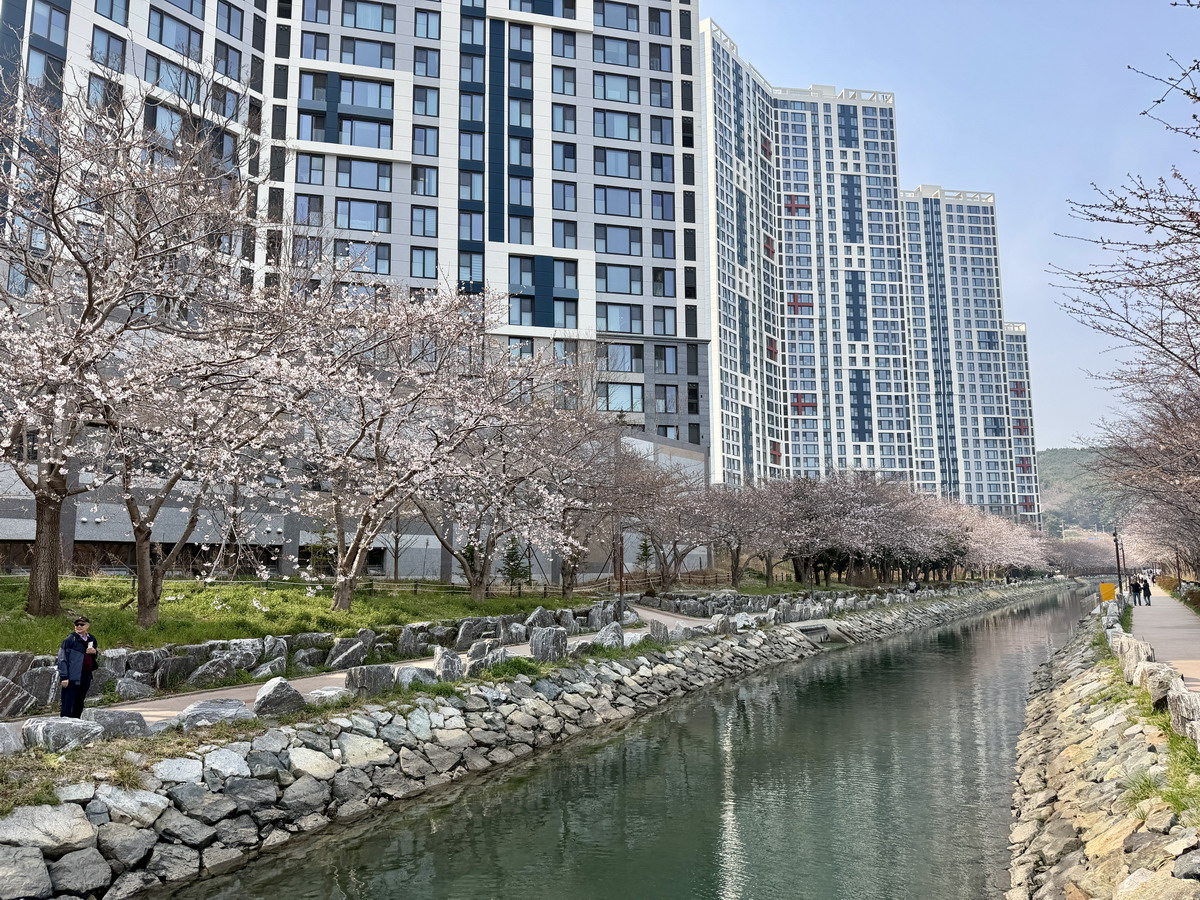 【韓國釜山旅遊】影島東三海水泉櫻花步道（동삼해수천）2026：釜山賞櫻私房景點，寧靜社區的櫻花步道，全長2公里，不會人擠人，可以悠閒的賞櫻花拍美照 7344