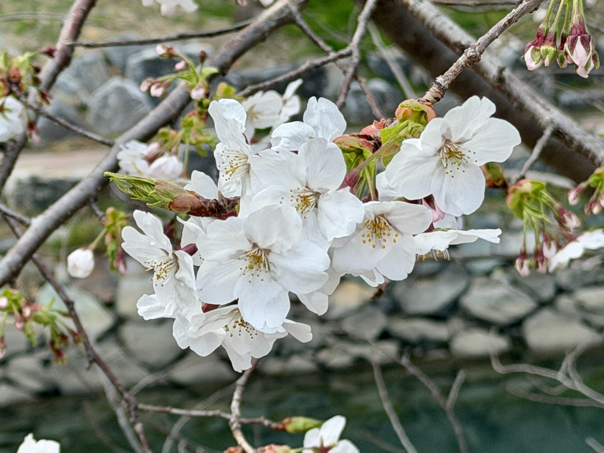 【韓國釜山旅遊】影島東三海水泉櫻花步道（동삼해수천）2026：釜山賞櫻私房景點，寧靜社區的櫻花步道，全長2公里，不會人擠人，可以悠閒的賞櫻花拍美照 7344