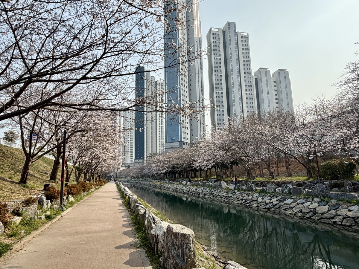 網站近期文章：【韓國釜山旅遊】影島東三海水泉櫻花步道（동삼해수천）2026：釜山賞櫻私房景點，寧靜社區的櫻花步道，全長2公里，不會人擠人，可以悠閒的賞櫻花拍美照 7344