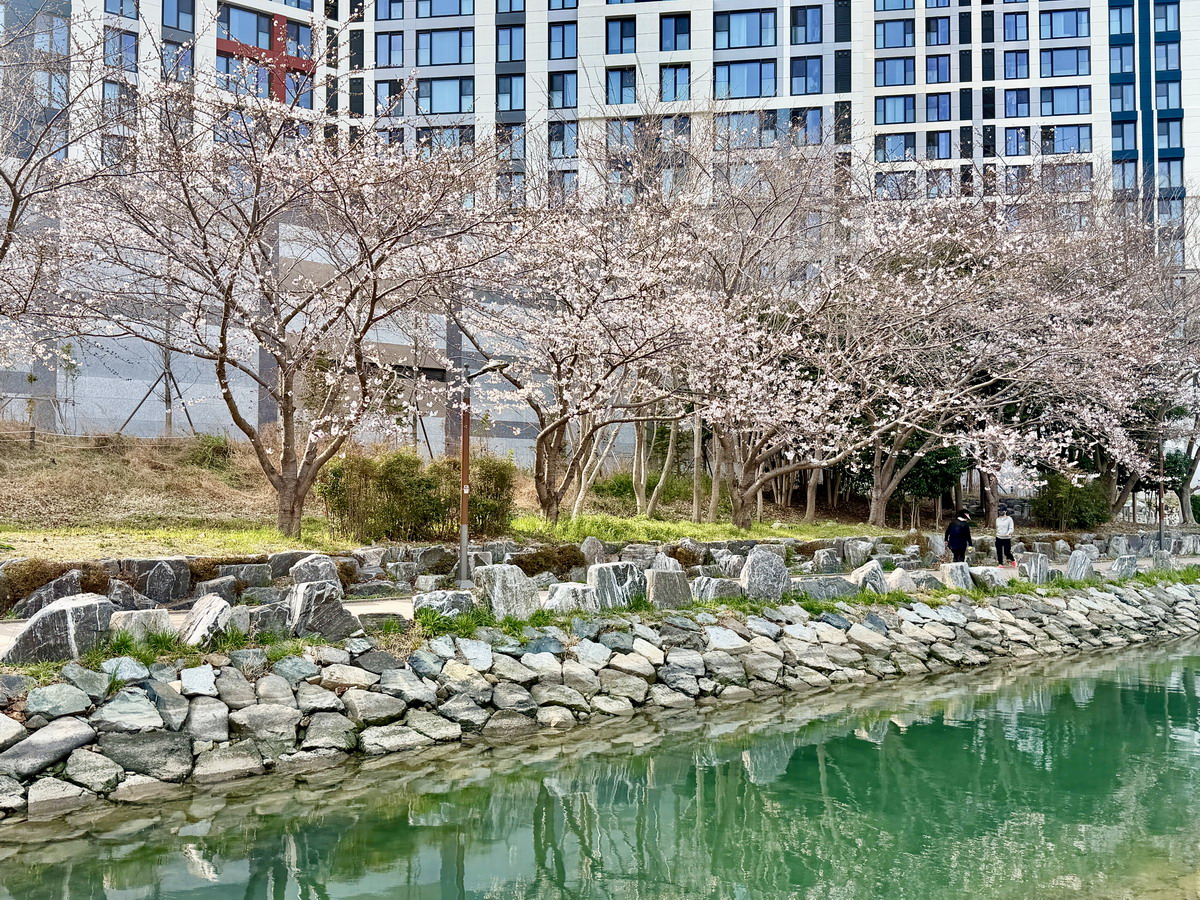 【韓國釜山旅遊】影島東三海水泉櫻花步道（동삼해수천）2026：釜山賞櫻私房景點，寧靜社區的櫻花步道，全長2公里，不會人擠人，可以悠閒的賞櫻花拍美照 7344