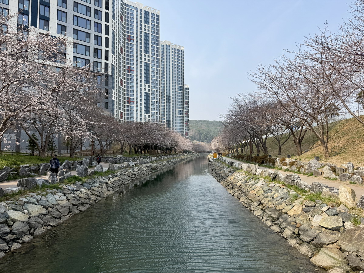 【韓國釜山旅遊】影島東三海水泉櫻花步道（동삼해수천）2026：釜山賞櫻私房景點，寧靜社區的櫻花步道，全長2公里，不會人擠人，可以悠閒的賞櫻花拍美照 7344