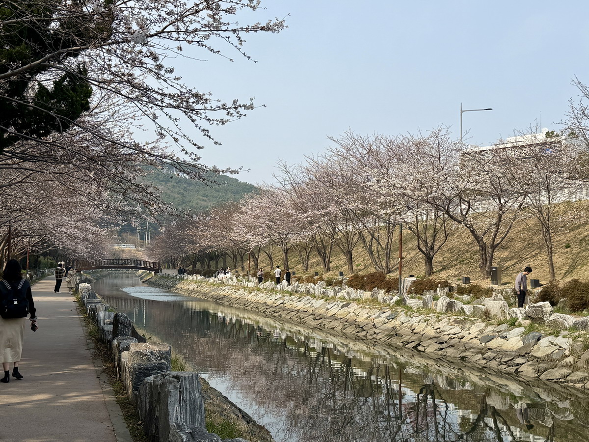 【韓國釜山旅遊】影島東三海水泉櫻花步道（동삼해수천）2026：釜山賞櫻私房景點，寧靜社區的櫻花步道，全長2公里，不會人擠人，可以悠閒的賞櫻花拍美照 7344