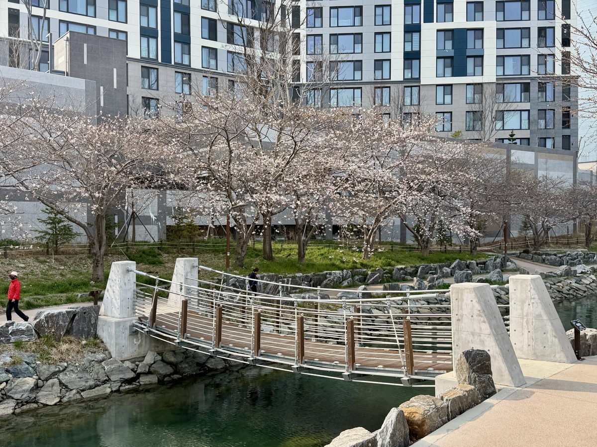 【韓國釜山旅遊】影島東三海水泉櫻花步道（동삼해수천）2026：釜山賞櫻私房景點，寧靜社區的櫻花步道，全長2公里，不會人擠人，可以悠閒的賞櫻花拍美照 7344